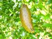 Citrus Australasica Brown Fruit
