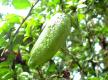 Citrus Australasica Green Fruit