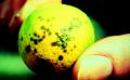 Citrus Canker On Fruit
