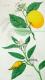 Citrus Limetta