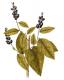 Coccoloba Diversifolia