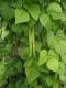 Common Bean