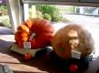 Competitive Pumpkins