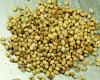 Coriander