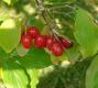 Cornelian Cherry