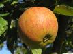 Cox Orange Renette