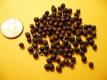 Cubeb Berries