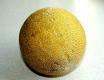 Cucumis Melon