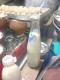 Fanta Shake