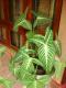 My Little Garden - Potted Plant