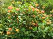 My Little Garden - My Ixora Plant