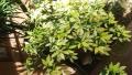 My Little Garden - Riot Of Green And Yellow