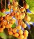 Dimocarpus Longan