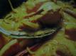 Doi Chicken