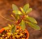 Drimys Lanceolata