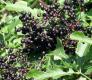 Elder Berries
