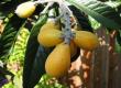 Eriobotrya Japonica