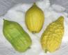 Etrog