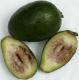 Feijoa
