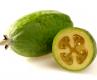 Feijoa Hortresearch