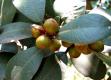Ficus Platypoda