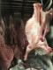 Freezer Mutton