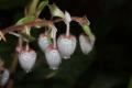 Gaultheria Shallon
