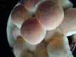 Goan Buns