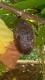 Goan Cocoa