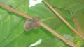 Goan Coffee Seeds