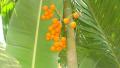 Goan Kasaili Flower
