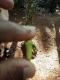 Long Island Lizard