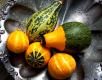 Gourds