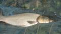 Grass Fish