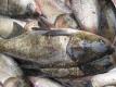 Grass Fish
