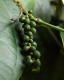 Green Pepper
