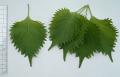 Green Shiso Perilla