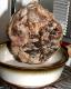 Guanciale