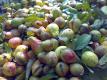 Guavas In Pakistan