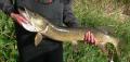 How To Make Pike With Leeks And Oranges