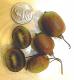 
Kiwi Crisps
 

