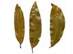 Indian Bay Leaf