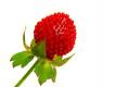 Indian Strawberry
