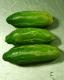 Ivy Gourd