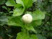 Jasmine Bud