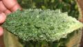 Karela