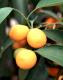Kumquat