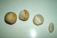 Lansium Domesticum Fruit