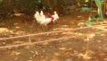 Live Goan Chicken