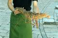 Lobster In Hand